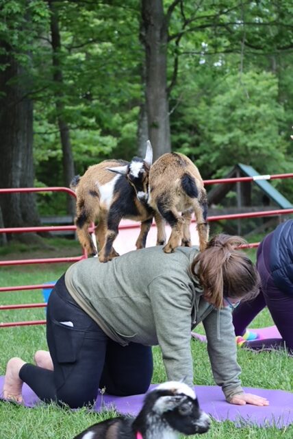 Goat Yoga is the New Normal