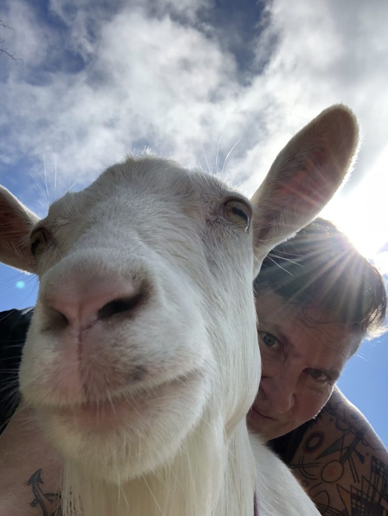 Goat Yoga snuggles cuddles some yoga lots of laughs and smiles Westbrook Maine