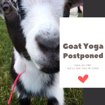 Goat Yoga Portland Maine. Lots of snuggles and laughter, and some yoga too!