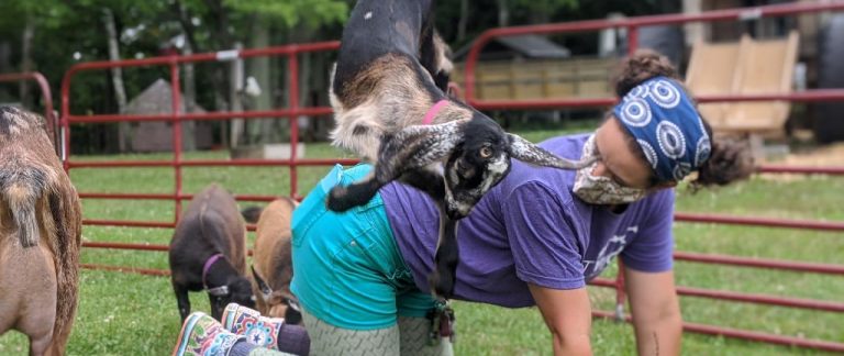 Goat Yoga in Portland Maine
