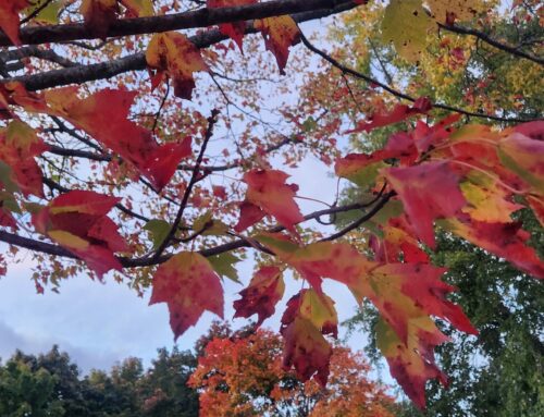 Yoga for Grief and for Coming to Terms with Mortality