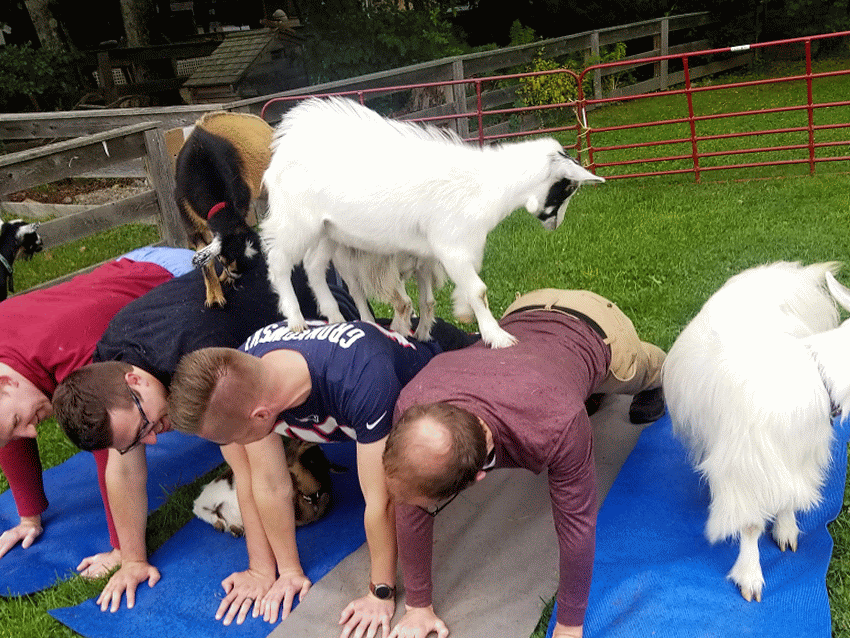 Portland Maine Work Team Building at Goat Yoga